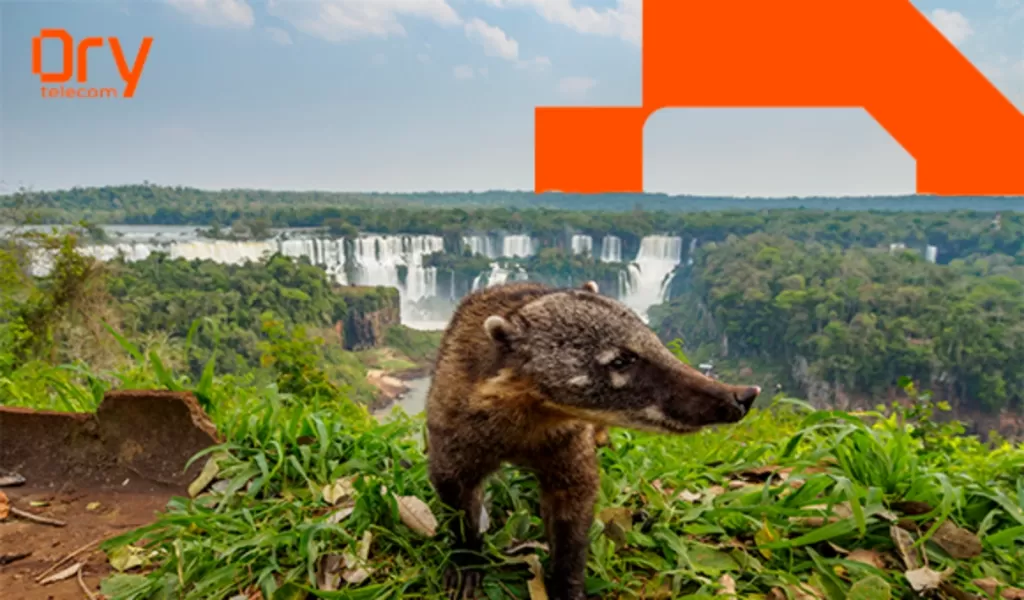 Descobrindo DDDs pelo Brasil: Paraná